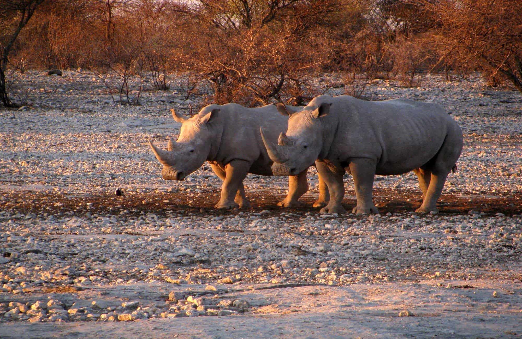 Rhinoceros